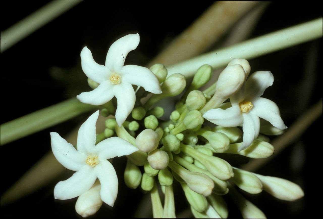 Carica papaya