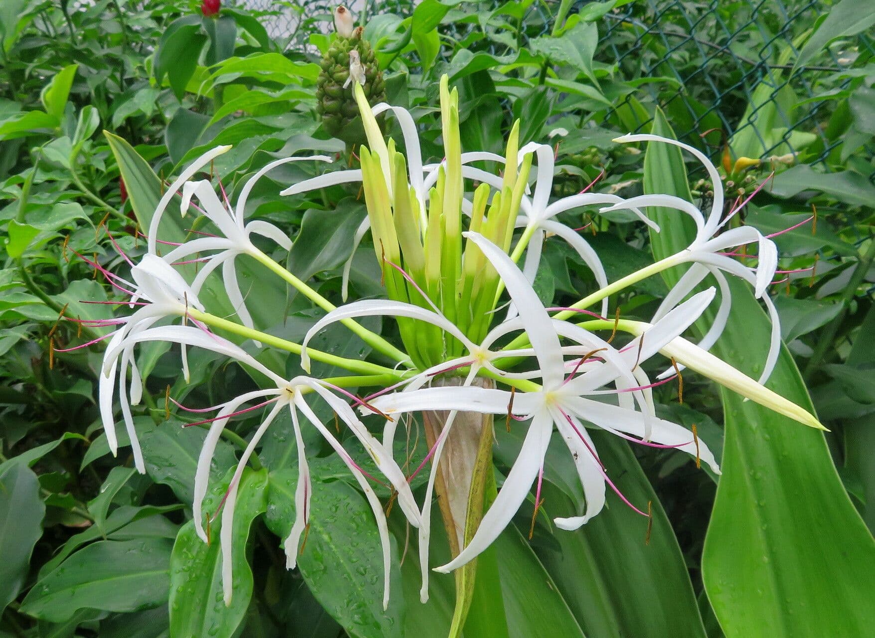 Crinum asiaticum