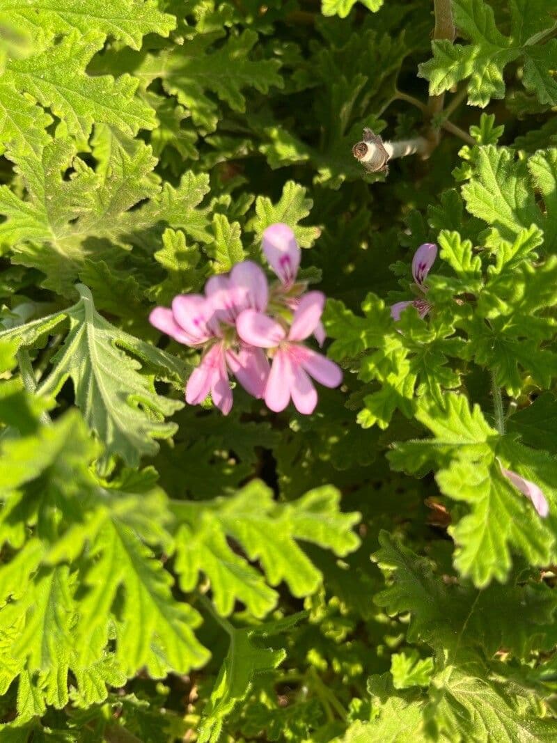 Citronella costaricensis