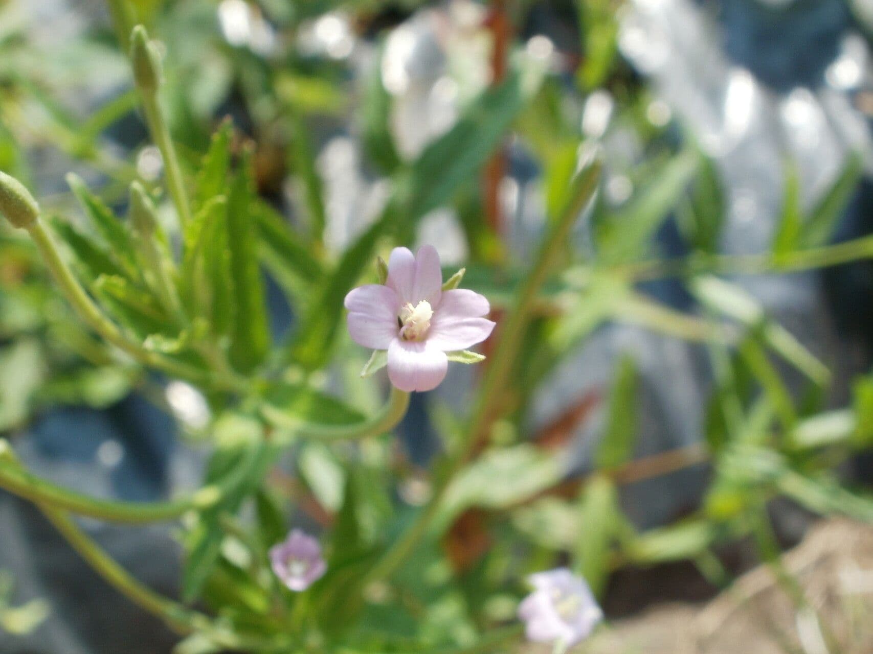 Epilobium tetragonum