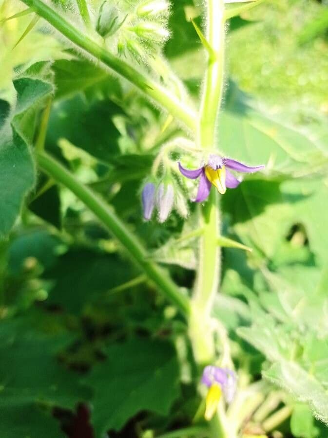 Solanum mammosum