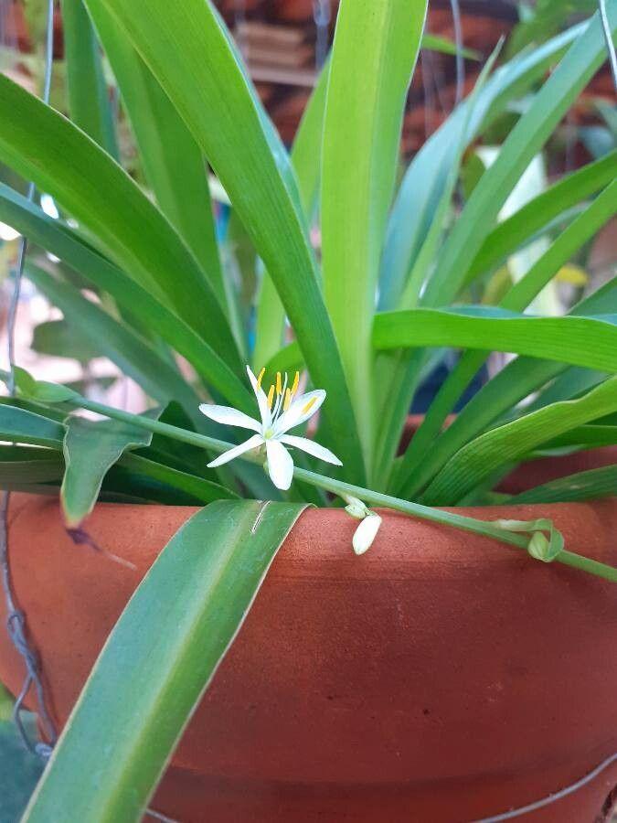 Chlorophytum capense