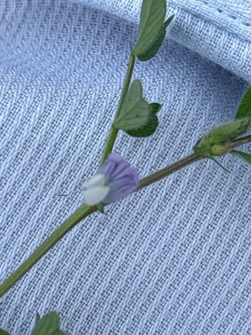 Vicia lathyroides