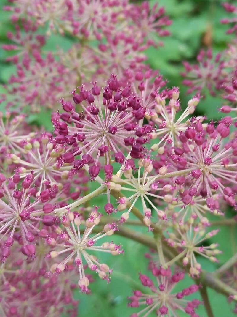 Aralia californica