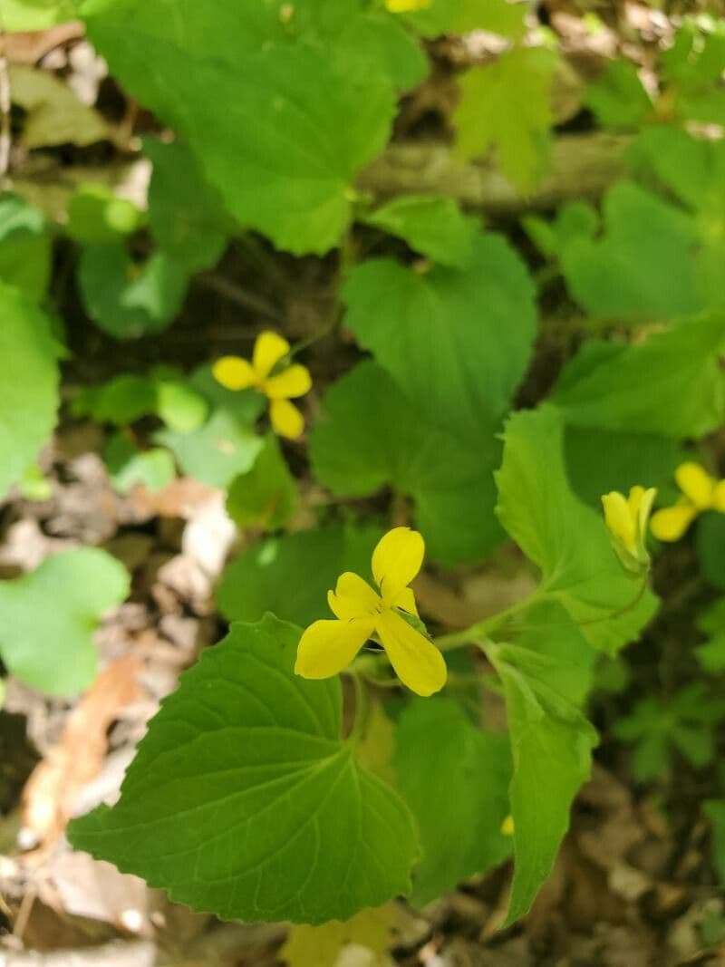 Viola pubescens