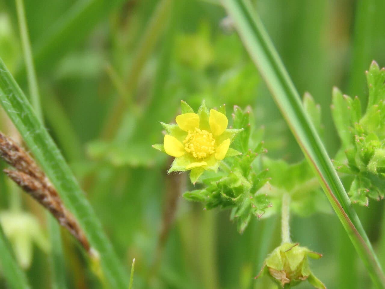 Potentilla supina