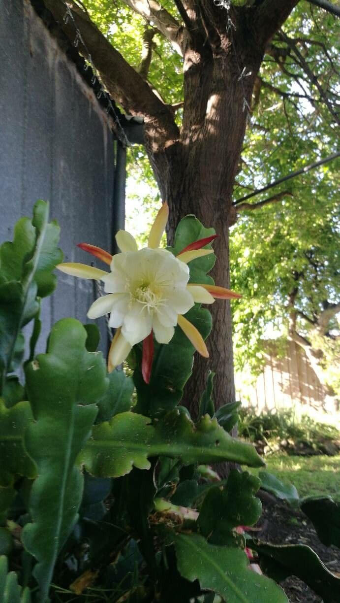 Epiphyllum oxypetalum