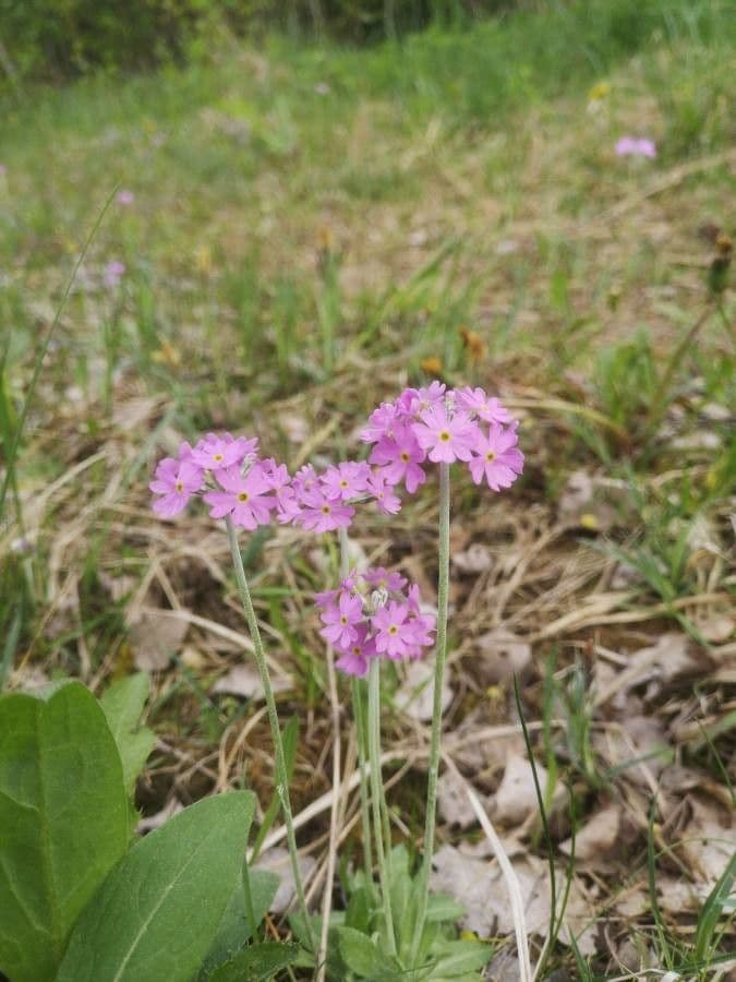 Primula farinosa