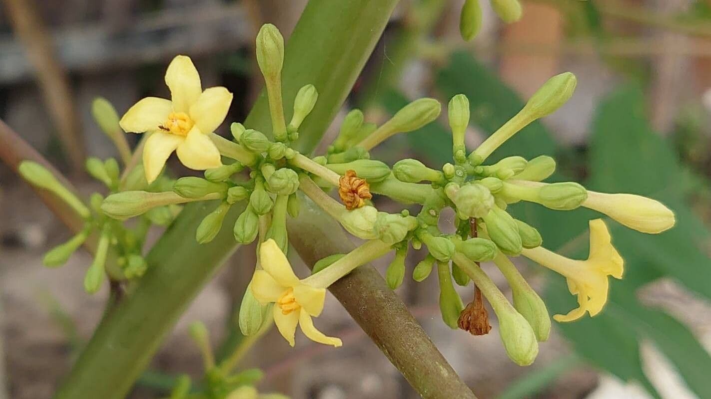 Carica papaya