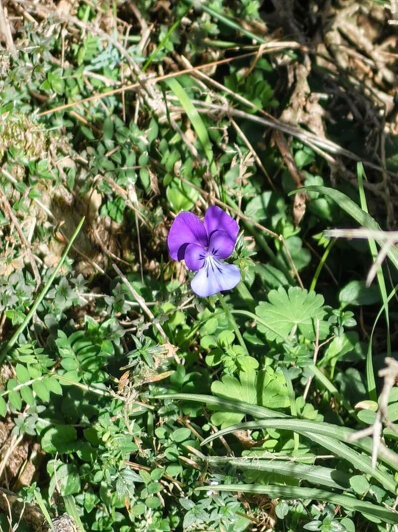 Viola bubanii