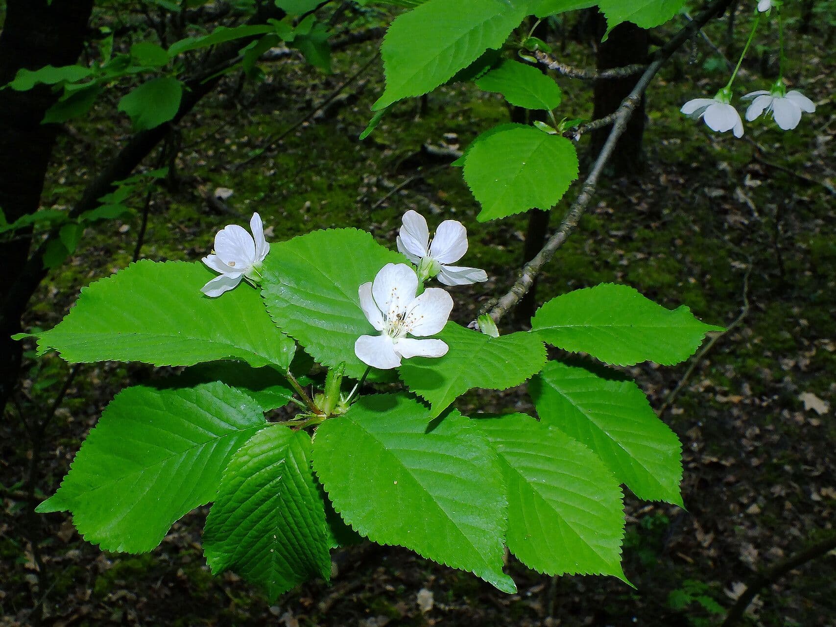 Prunus sargentii