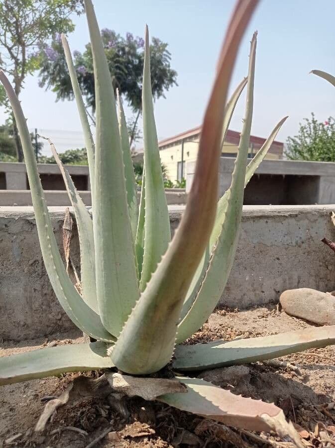 Aloe pseudorubroviolacea