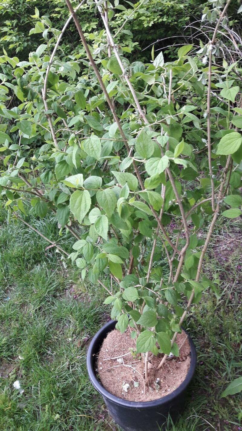 Celtis africana