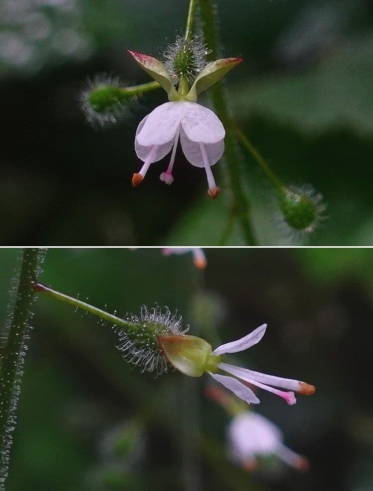 Circaea lutetiana