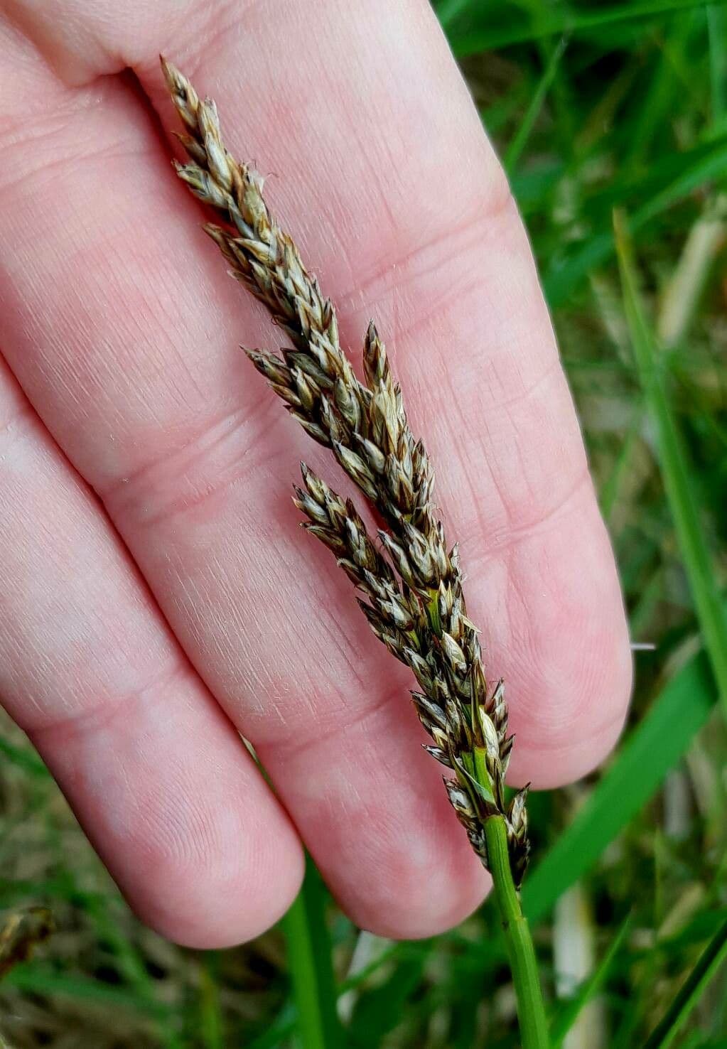 Carex paniculata