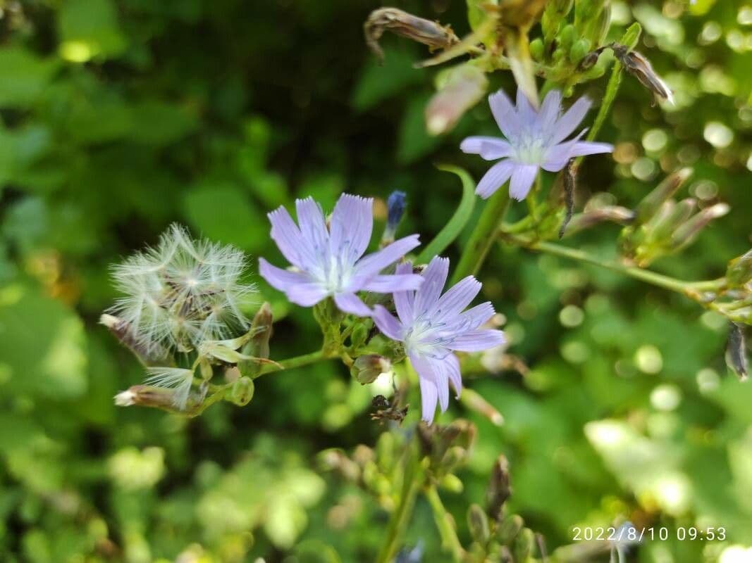 Lactuca floridana