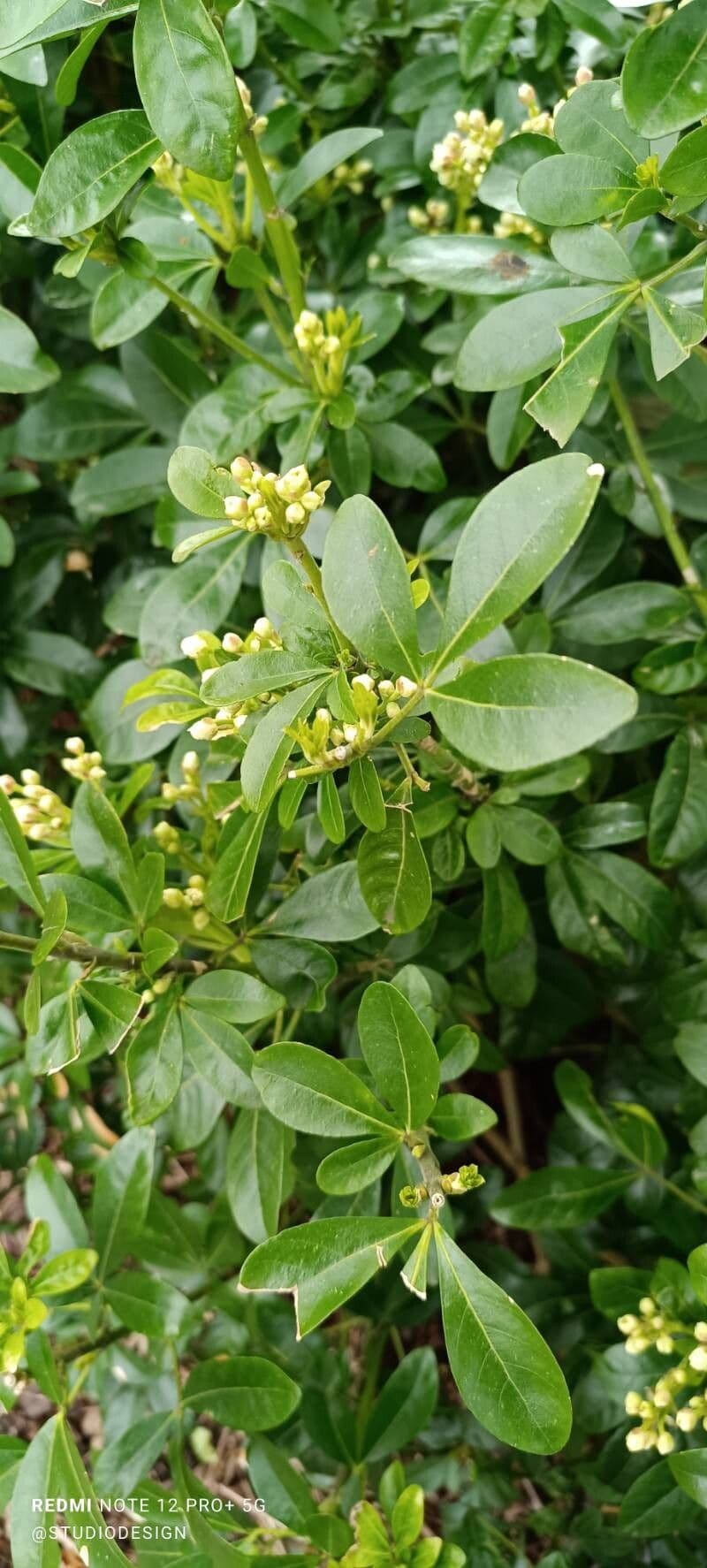 Schrebera alata