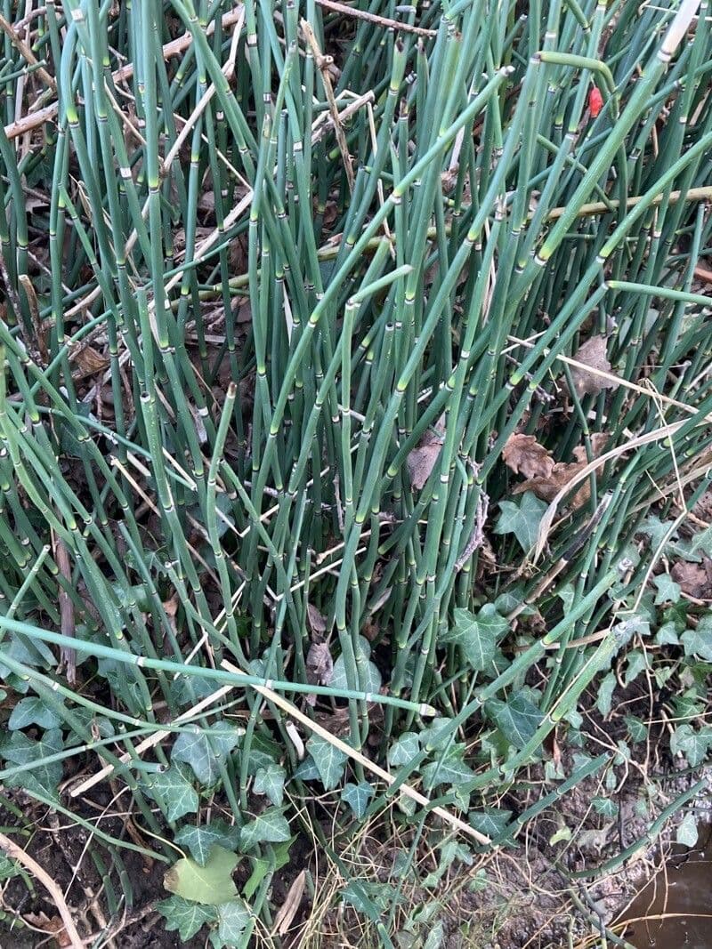 Equisetum hyemale