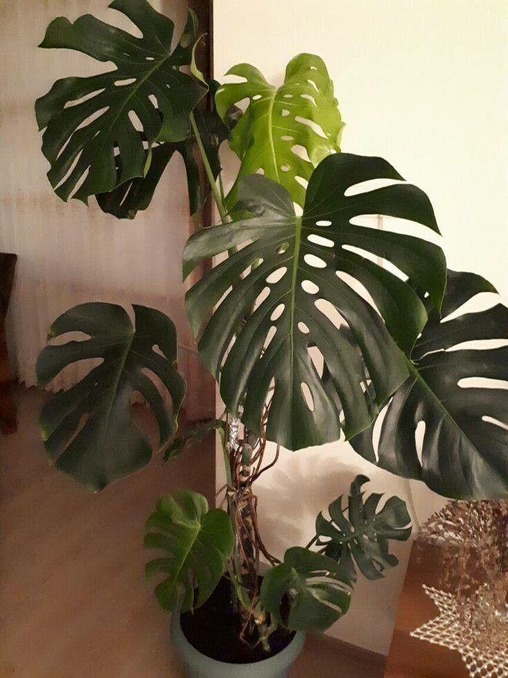 Monstera adansonii