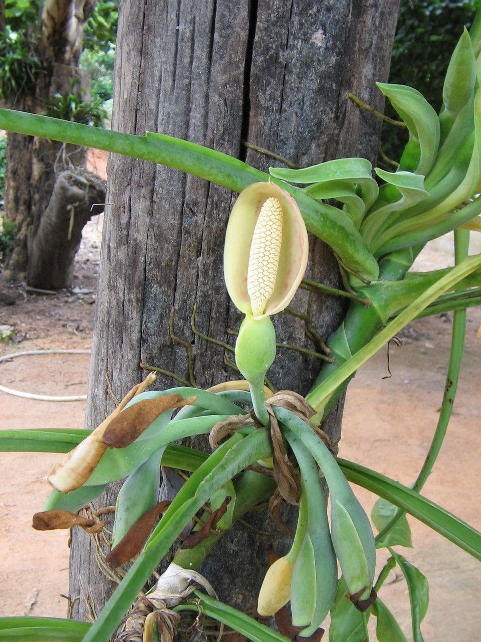 Syngonium podophyllum