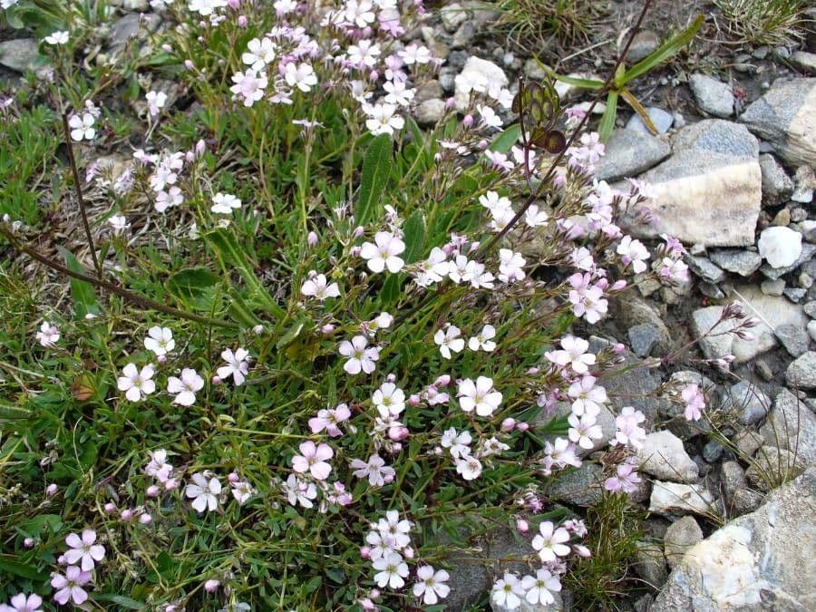 Gypsophila repens