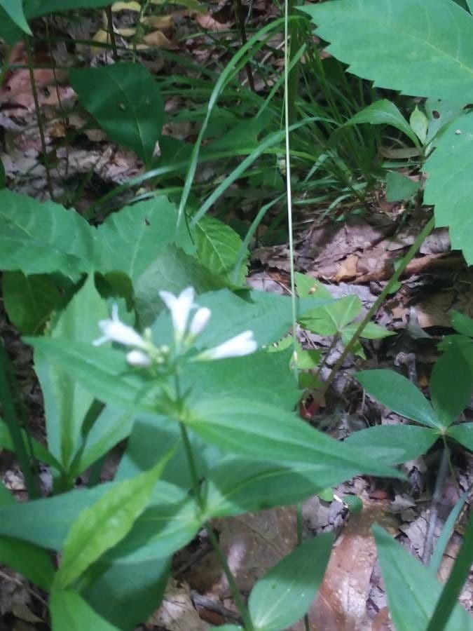 Houstonia purpurea