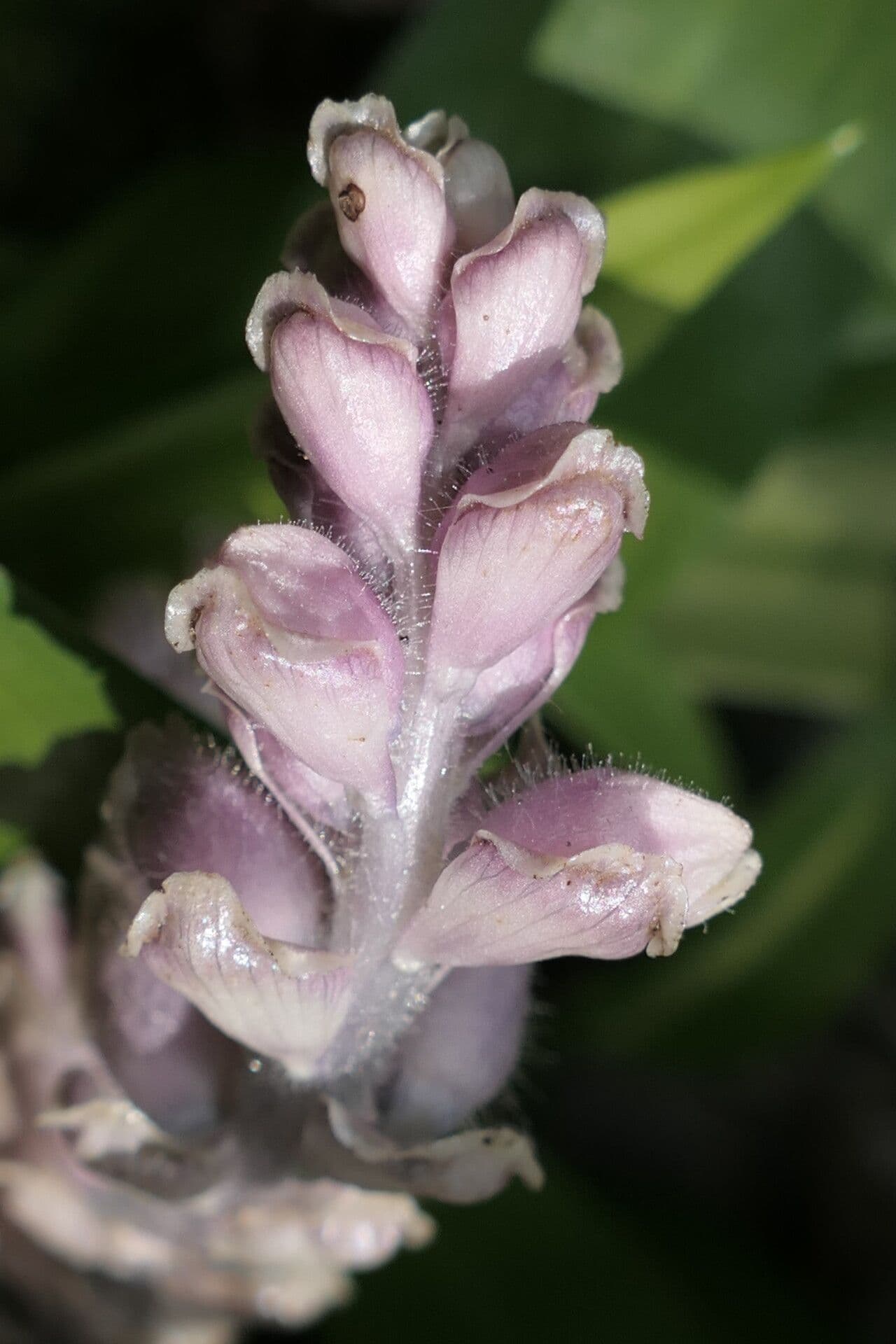 Lathraea squamaria