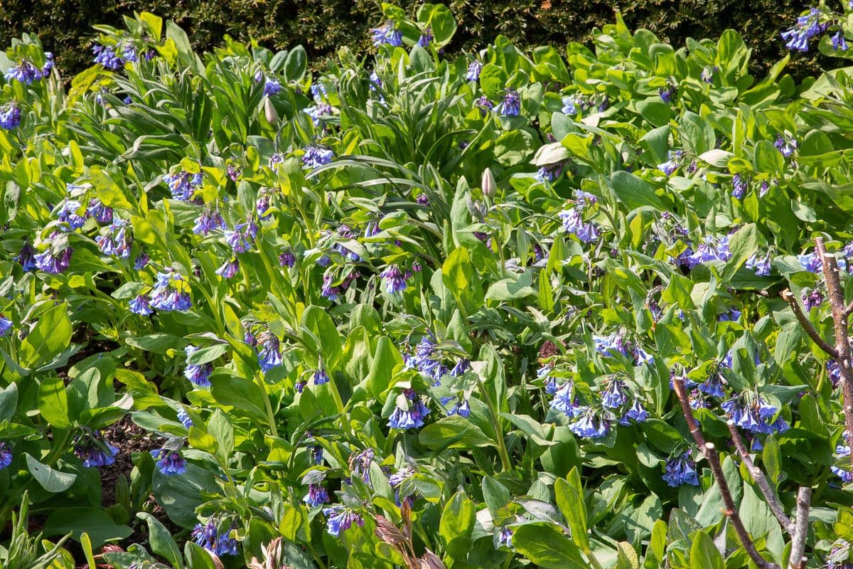 Mertensia virginica