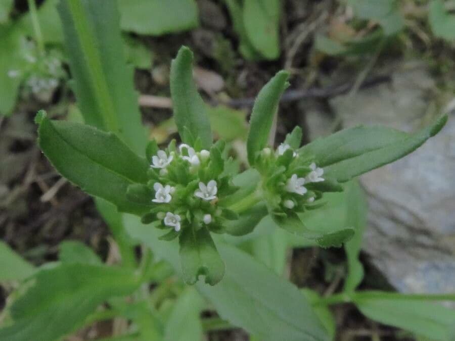 Valeriana locusta