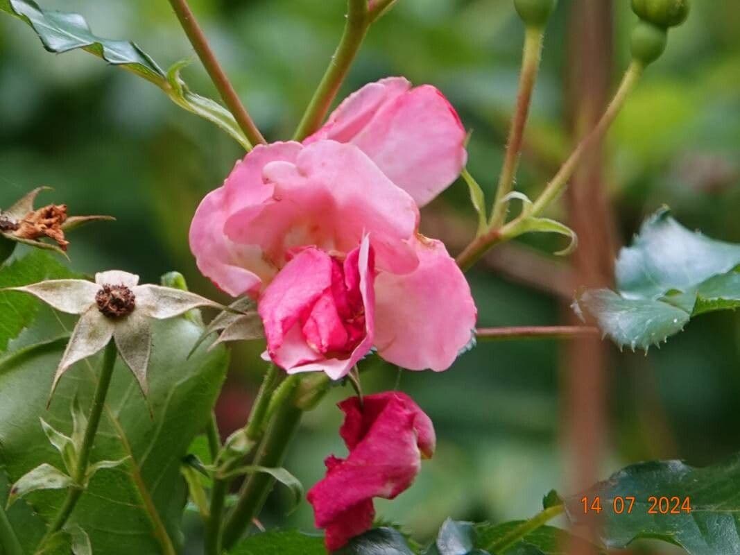 Rosa abietina