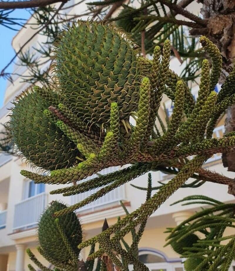 Araucaria columnaris