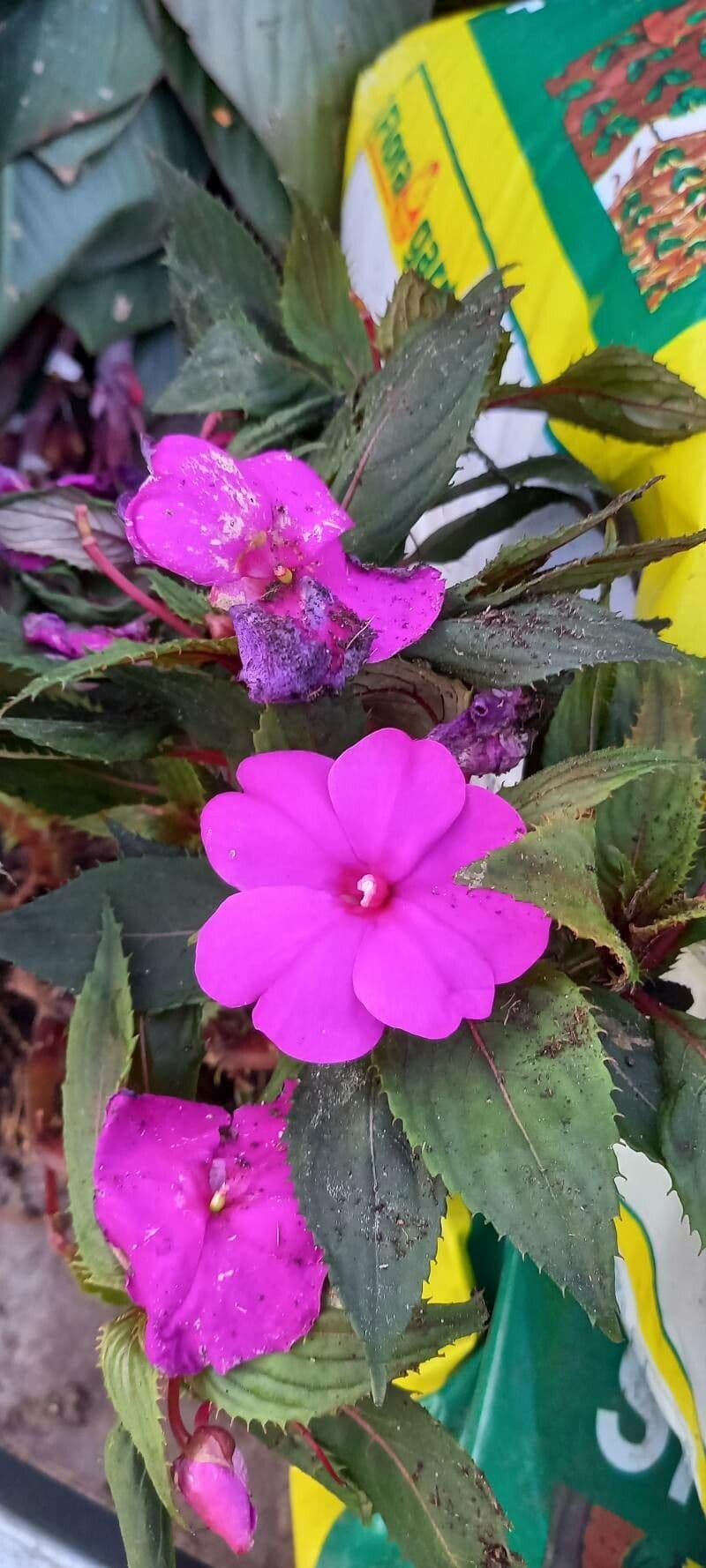 Impatiens hawkeri