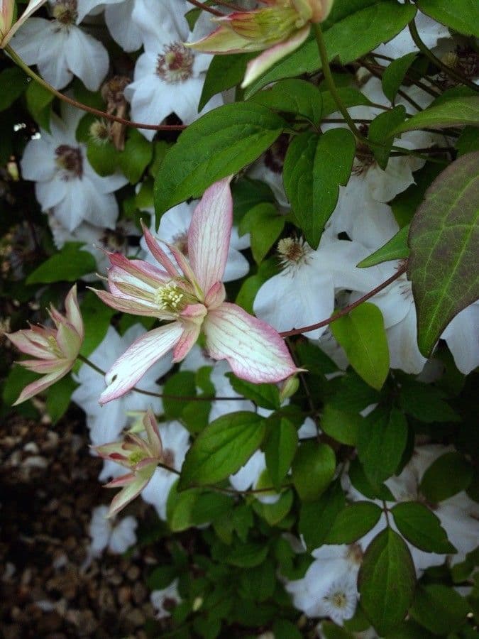 Clematis montana