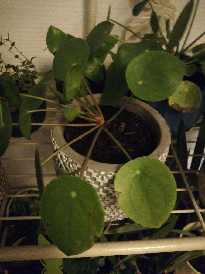 Pilea peperomioides