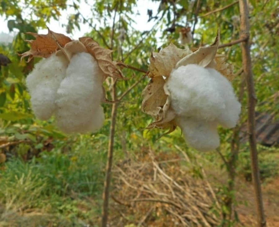 Gossypium arboreum