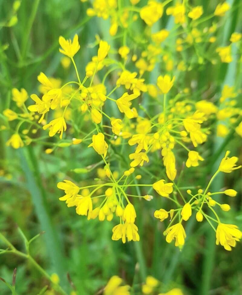 Rorippa pyrenaica
