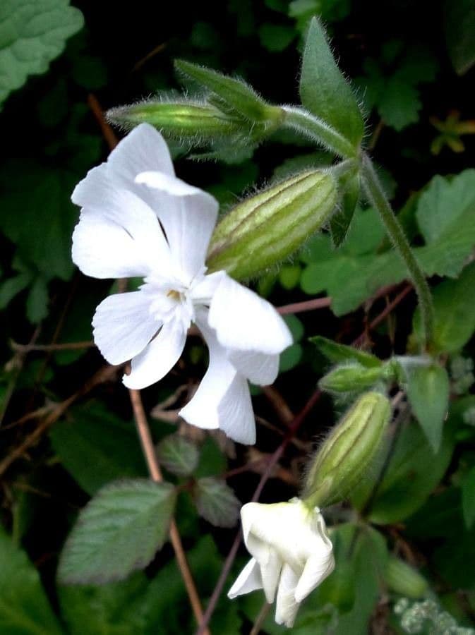 Silene latifolia