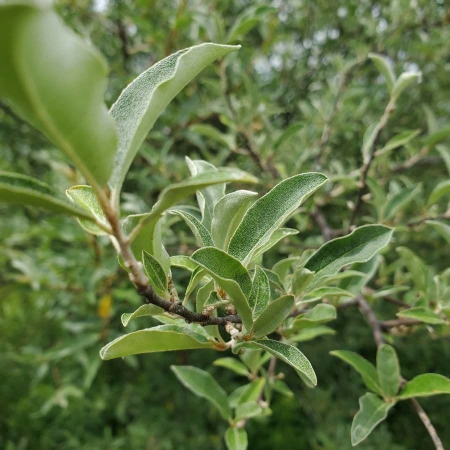 Elaeagnus commutata