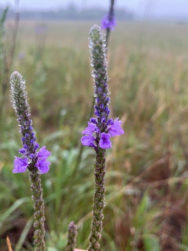 Verbena stricta