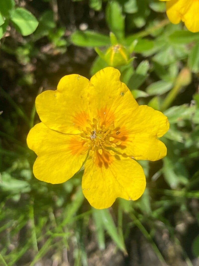 Potentilla aurea