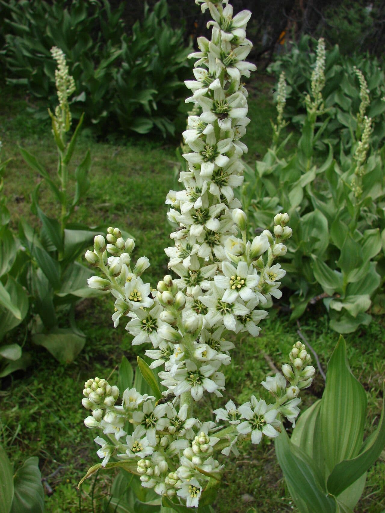 Veratrum californicum