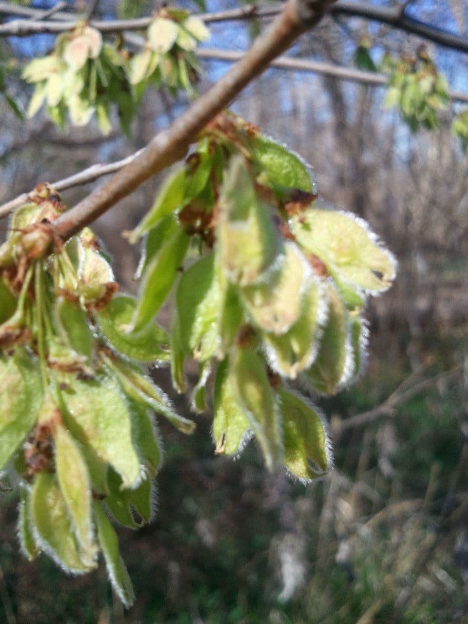 Ulmus crassifolia