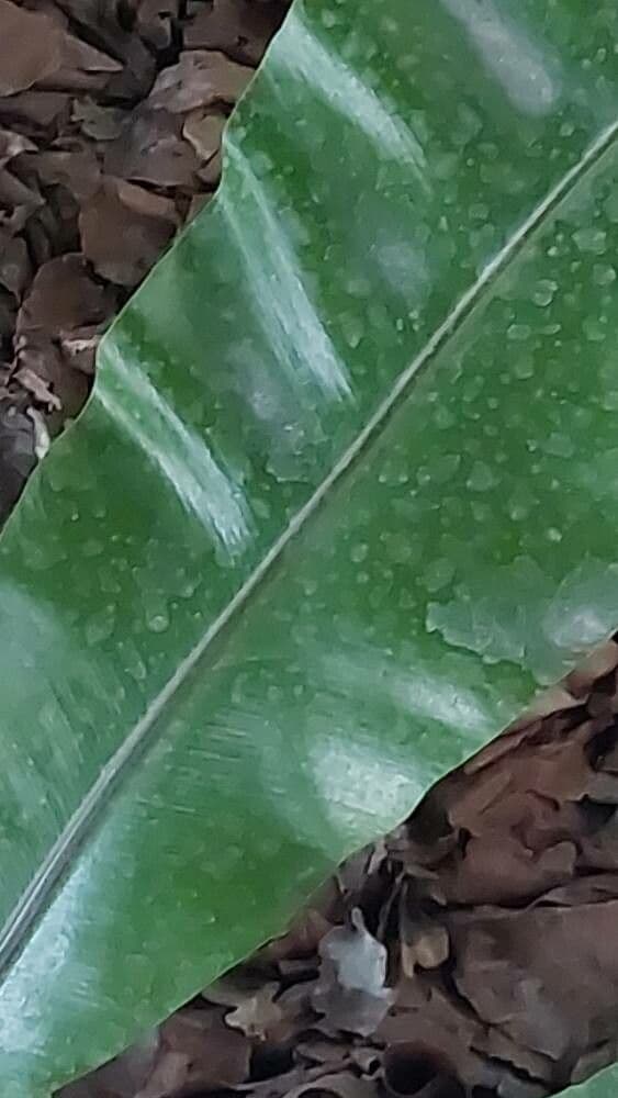 Asplenium nidus