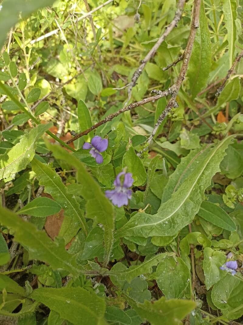 Viola sagittata