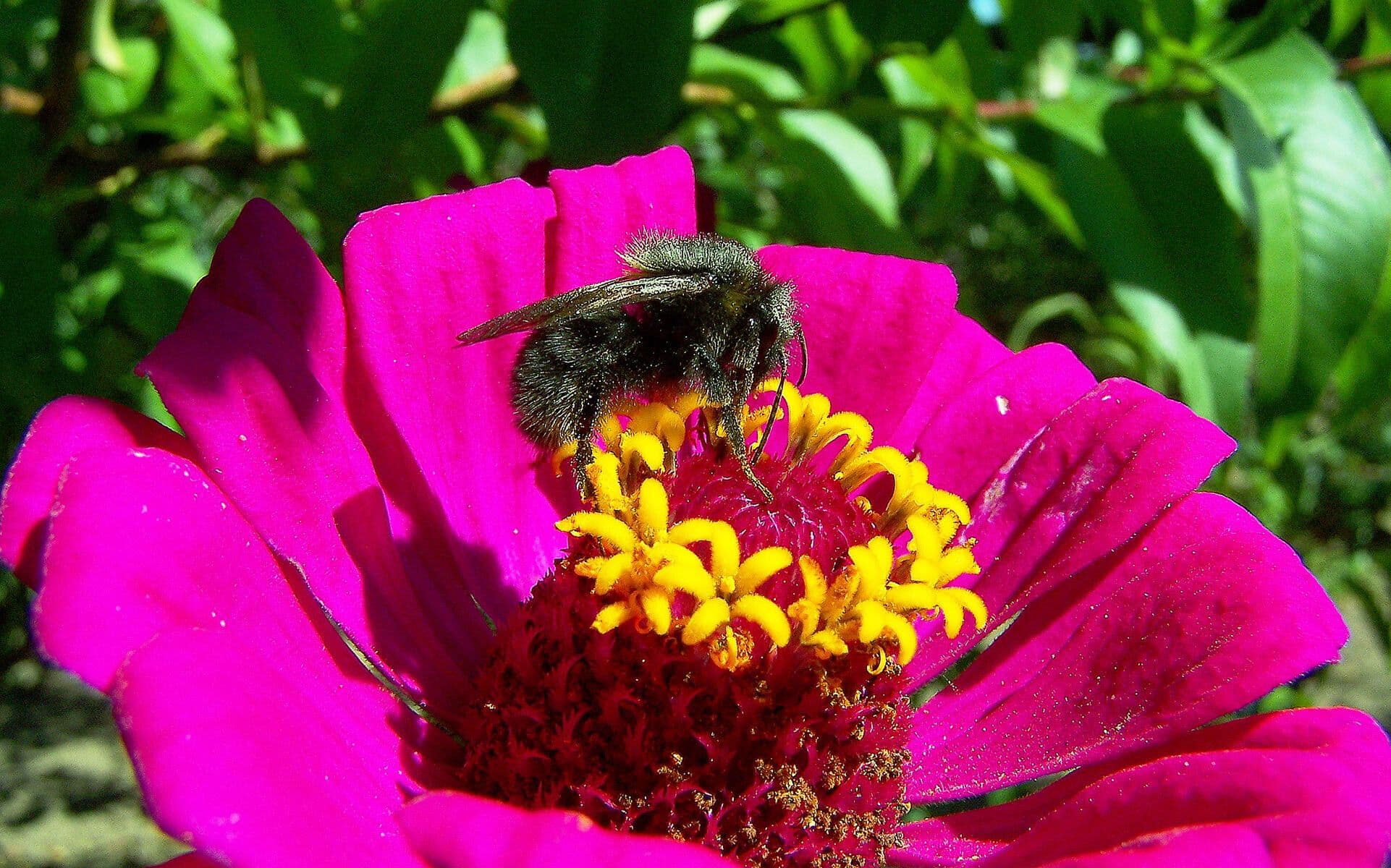 Zinnia elegans