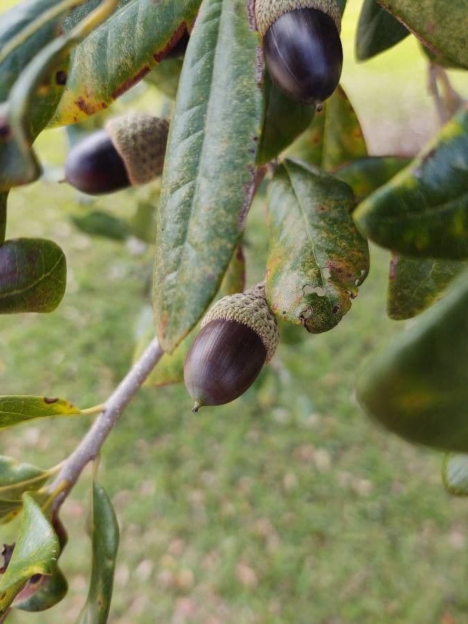 Quercus virginiana