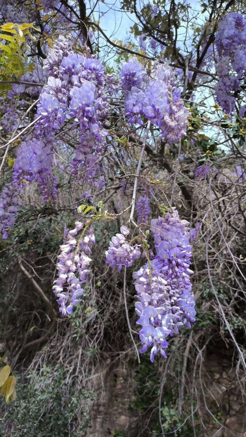 Wisteria sinensis