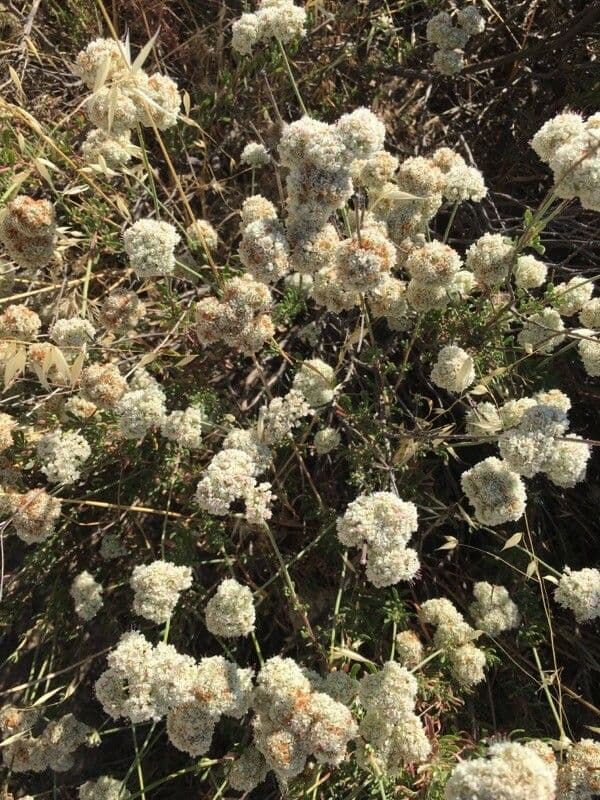 Eriogonum fasciculatum