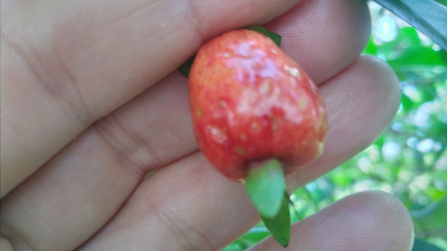 Eugenia involucrata