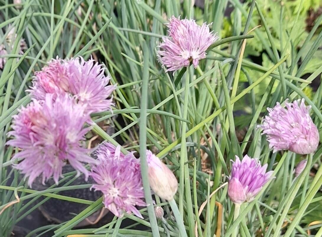 Allium schoenoprasum